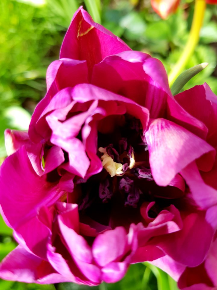 Flower Floribunda Plant Rose Family