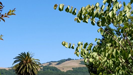 Sky Vegetation Branch Tree