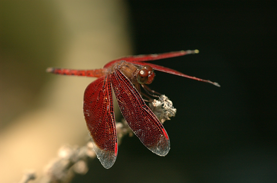 Nature outside macro