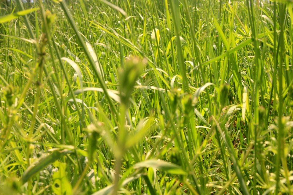 Crop Vegetation Agriculture Grass