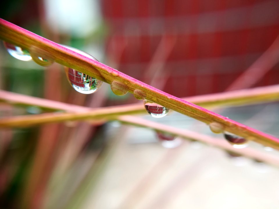 Water Leaf Macro Photography Close Up