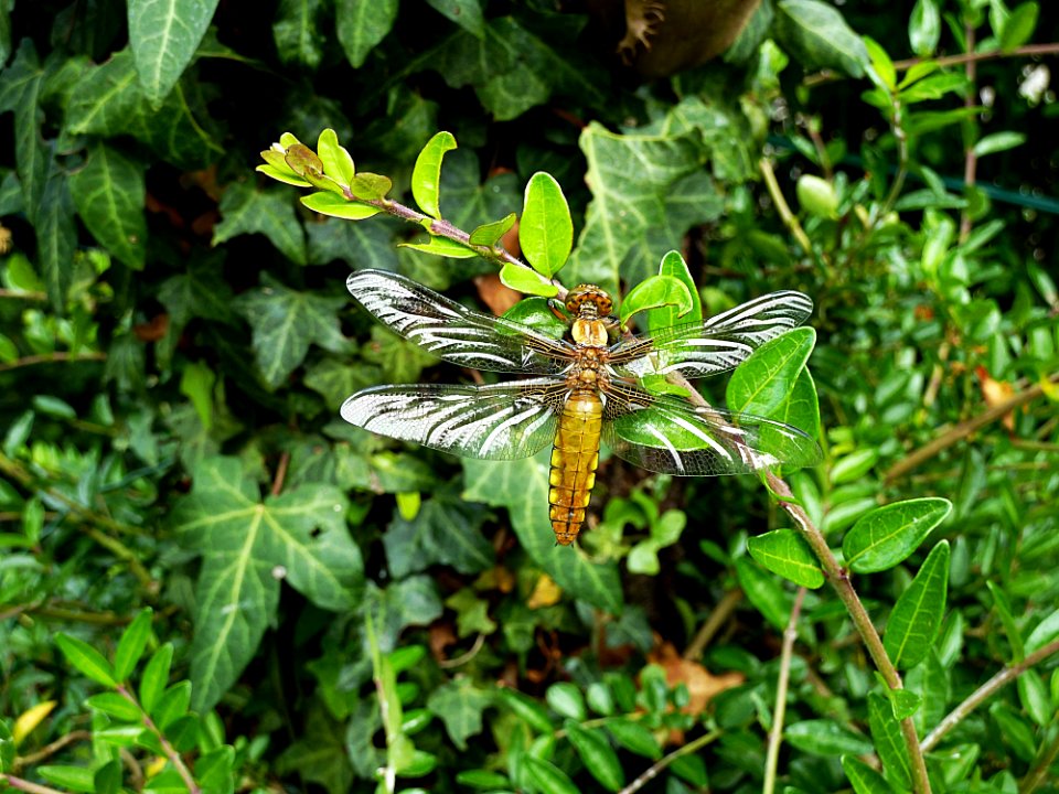Plant Flora Dragonflies And Damseflies Insect