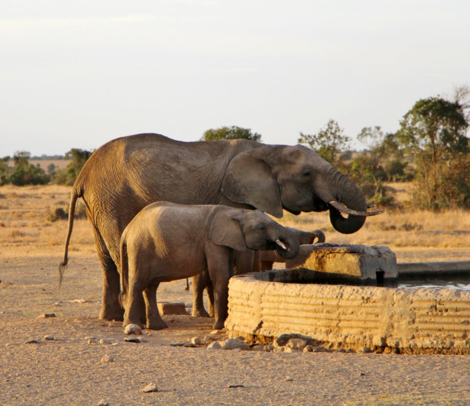Elephant Elephants And Mammoths Wildlife Terrestrial Animal