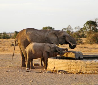 Elephant Elephants And Mammoths Wildlife Terrestrial Animal