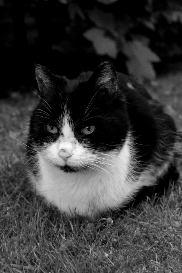 Cat Whiskers White Black