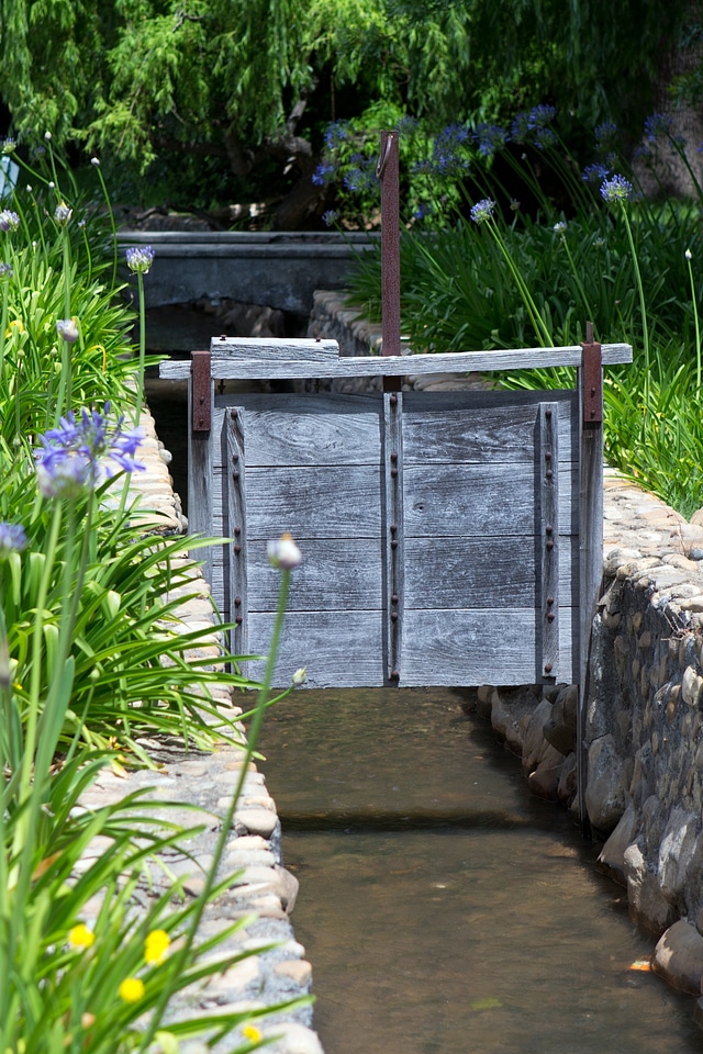 Irrigation control agapanthus