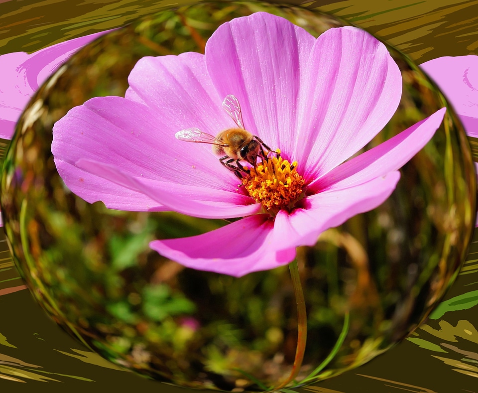 Close up pink wild flower