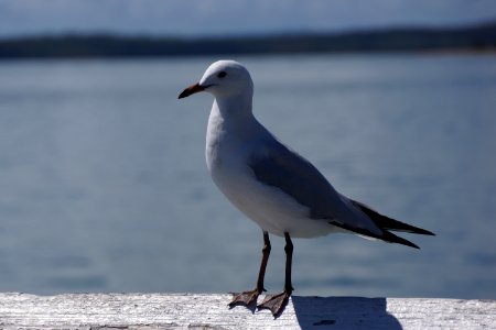 Bird Gull Seabird Beak photo