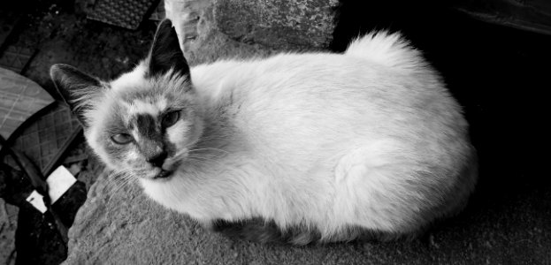 Cat Black And White Small To Medium Sized Cats Fauna