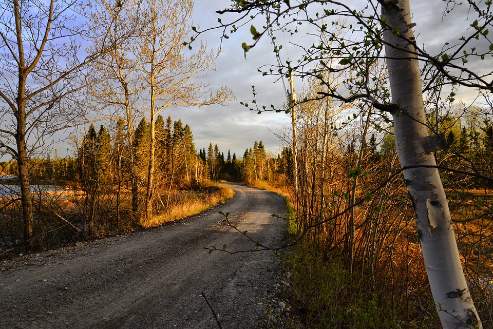 Forest spring trees