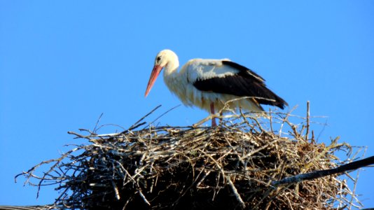 Bird White Stork Stork Ciconiiformes photo
