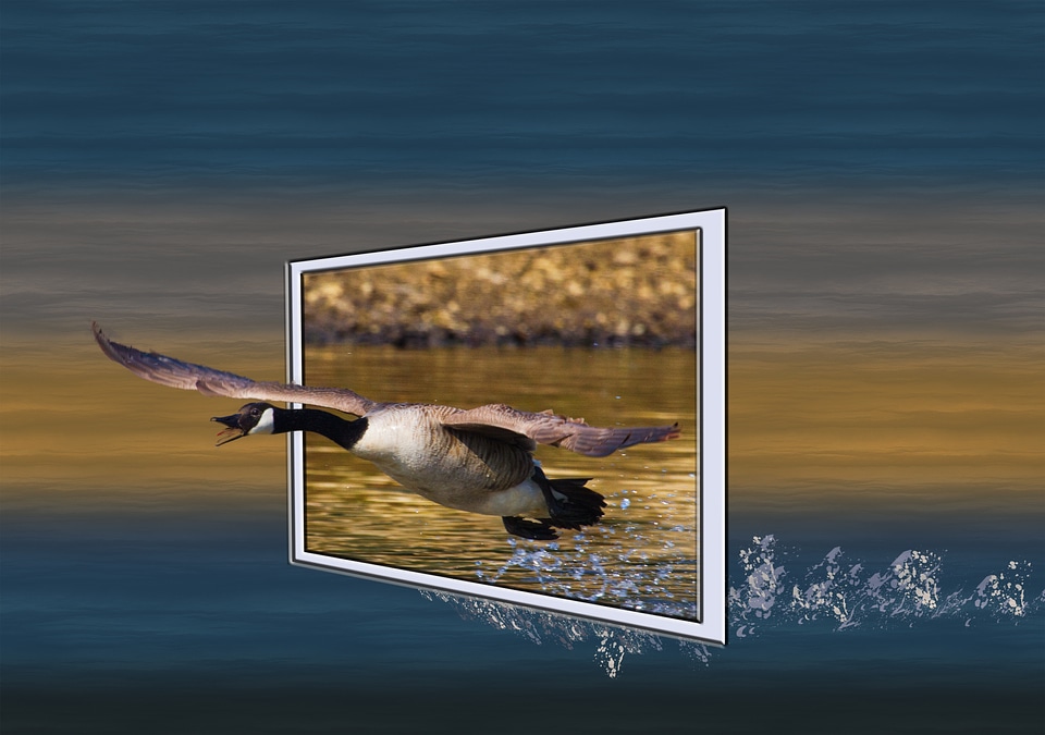Water bird nature bird