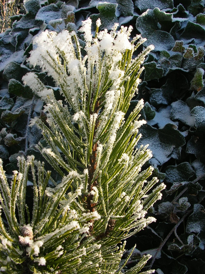 Winter magic snowy fir tree