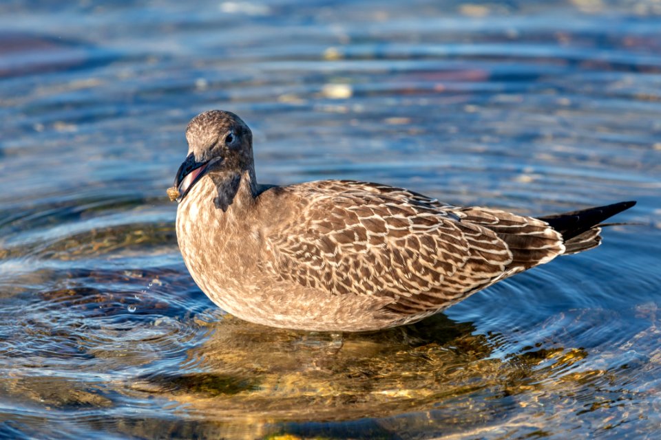 Bird Fauna Duck Beak photo