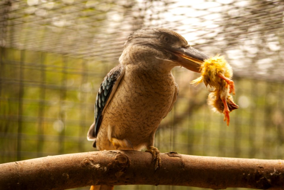Beak Bird Fauna Water Bird