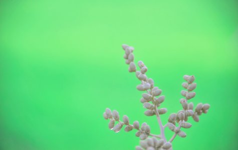 Closeup Photo Of Gray Leafed Plant