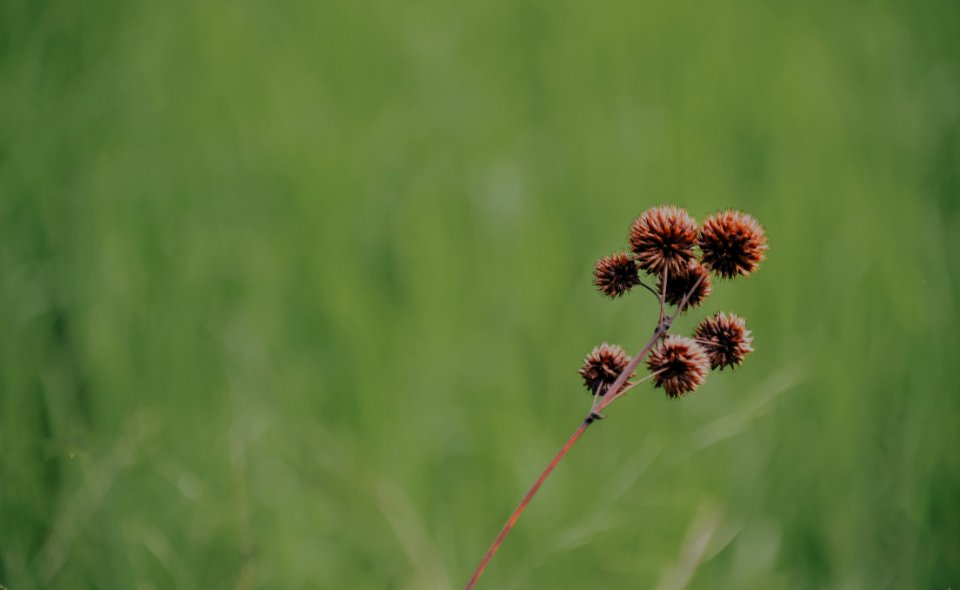 Brown Petaled Floweer