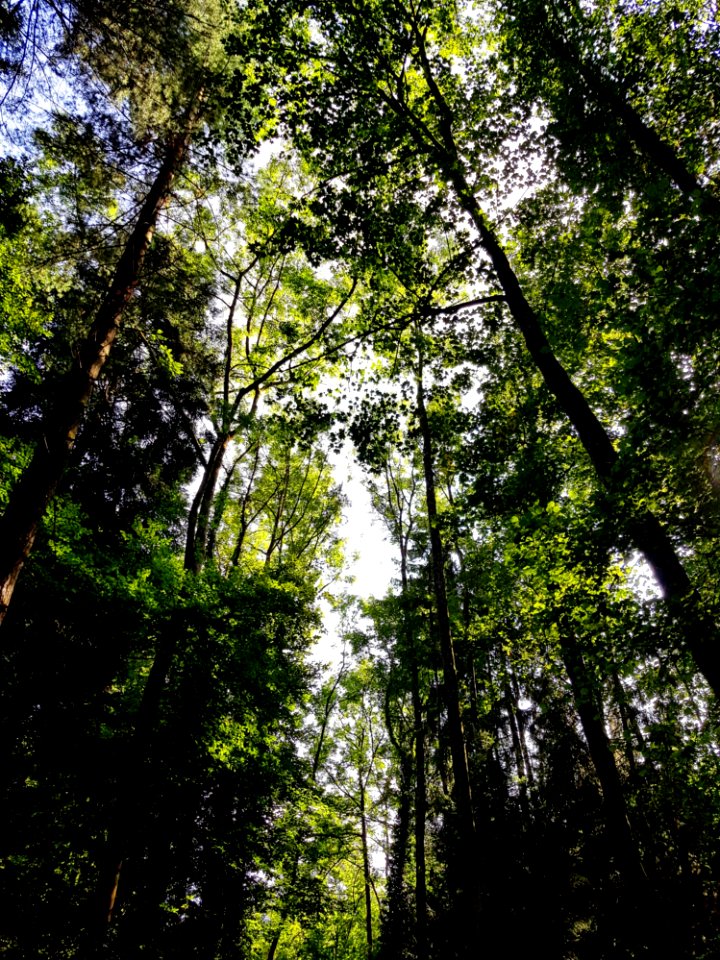 Tree Nature Forest Vegetation