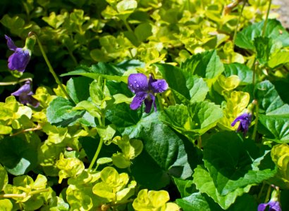 Plant Flower Annual Plant Violet Family