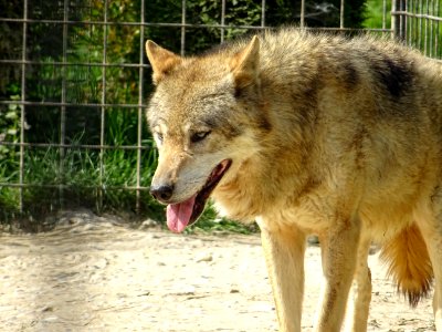 Mammal Wildlife Wolf Fauna photo
