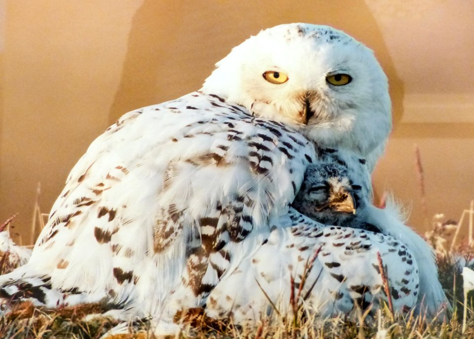 Owl Bird Of Prey Bird Fauna