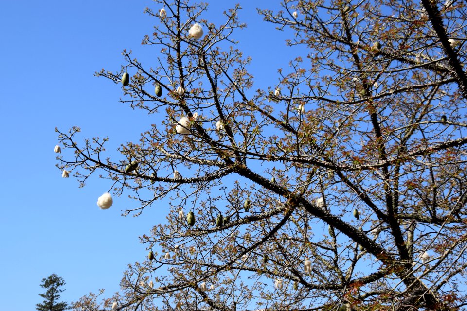 Branch Sky Tree Blossom