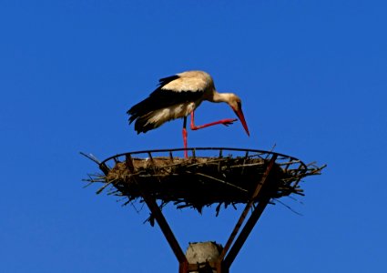Bird Stork White Stork Sky photo