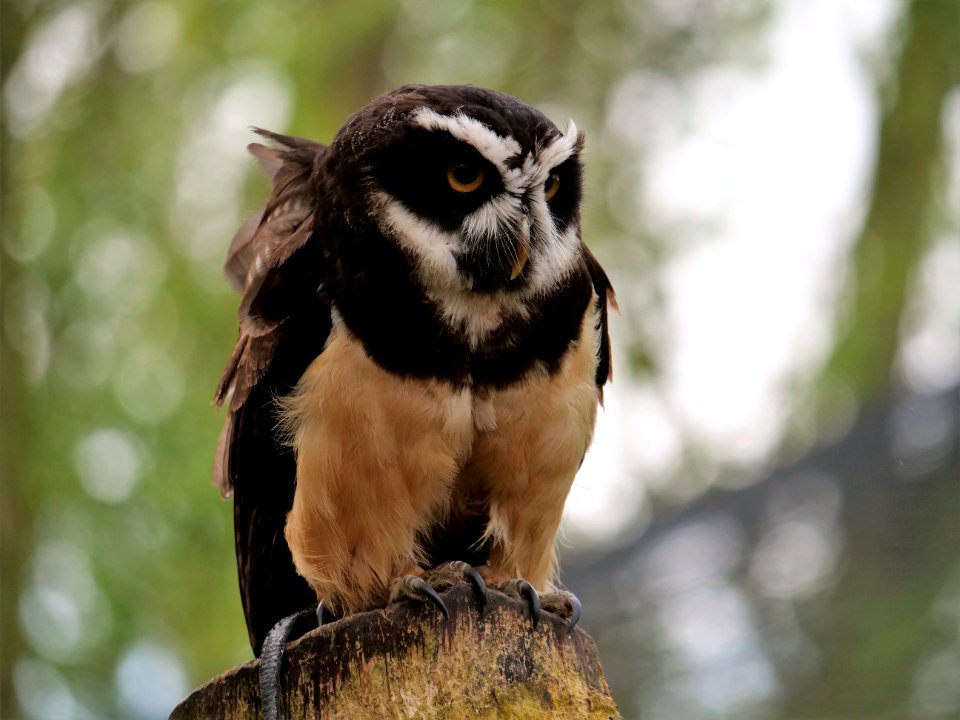 Owl Bird Fauna Bird Of Prey