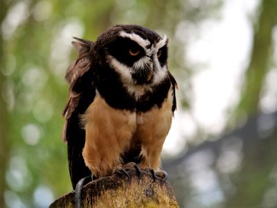 Owl Bird Fauna Bird Of Prey