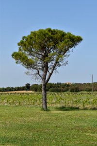 Tree Woody Plant Vegetation Grassland photo