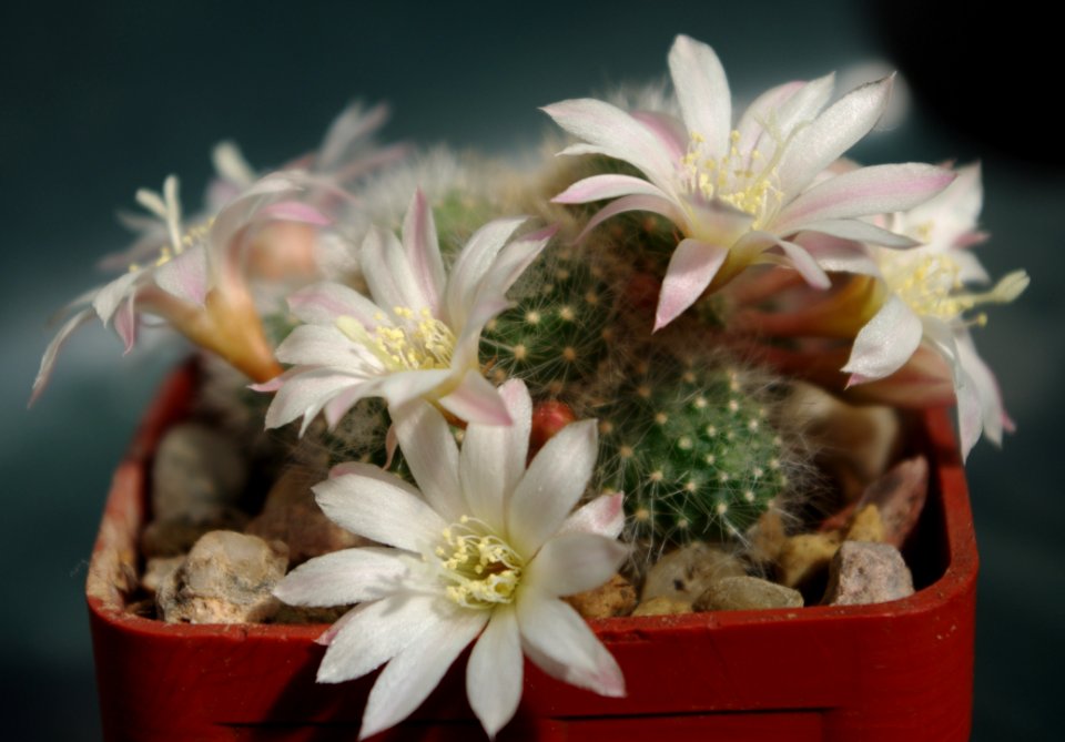Plant Flowering Plant Flower Cactus