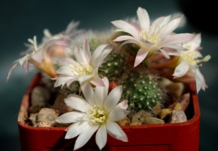 Plant Flowering Plant Flower Cactus photo