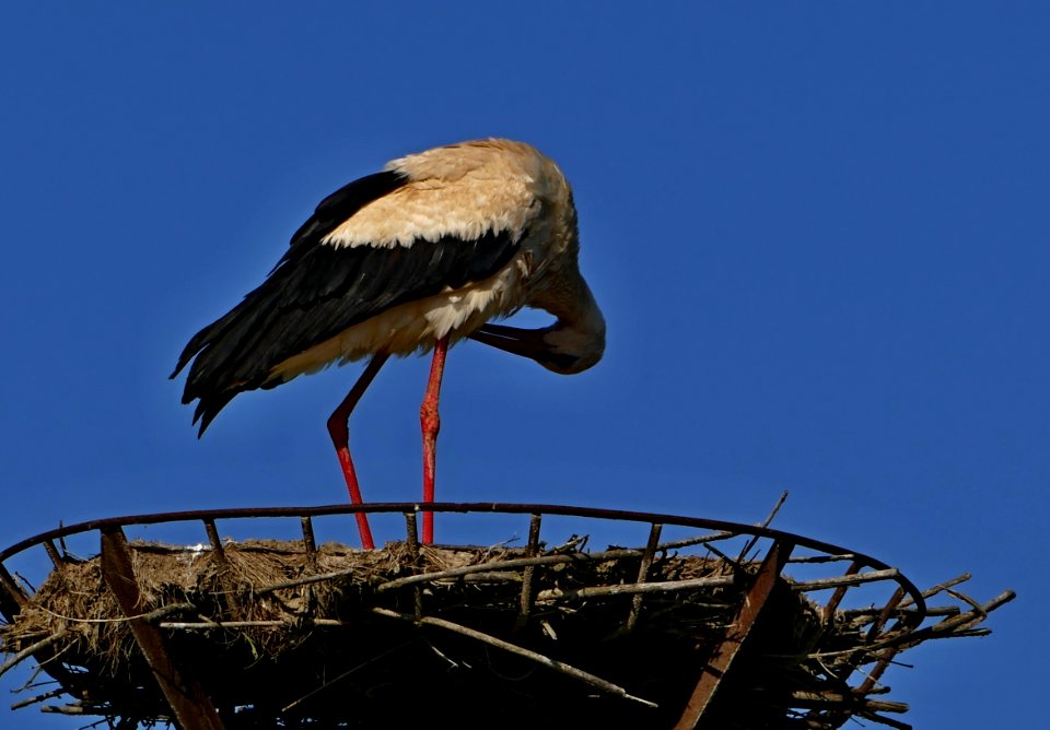 Stork White Stork Bird Ciconiiformes photo