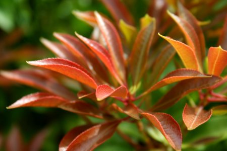 Plant Vegetation Flora Leaf
