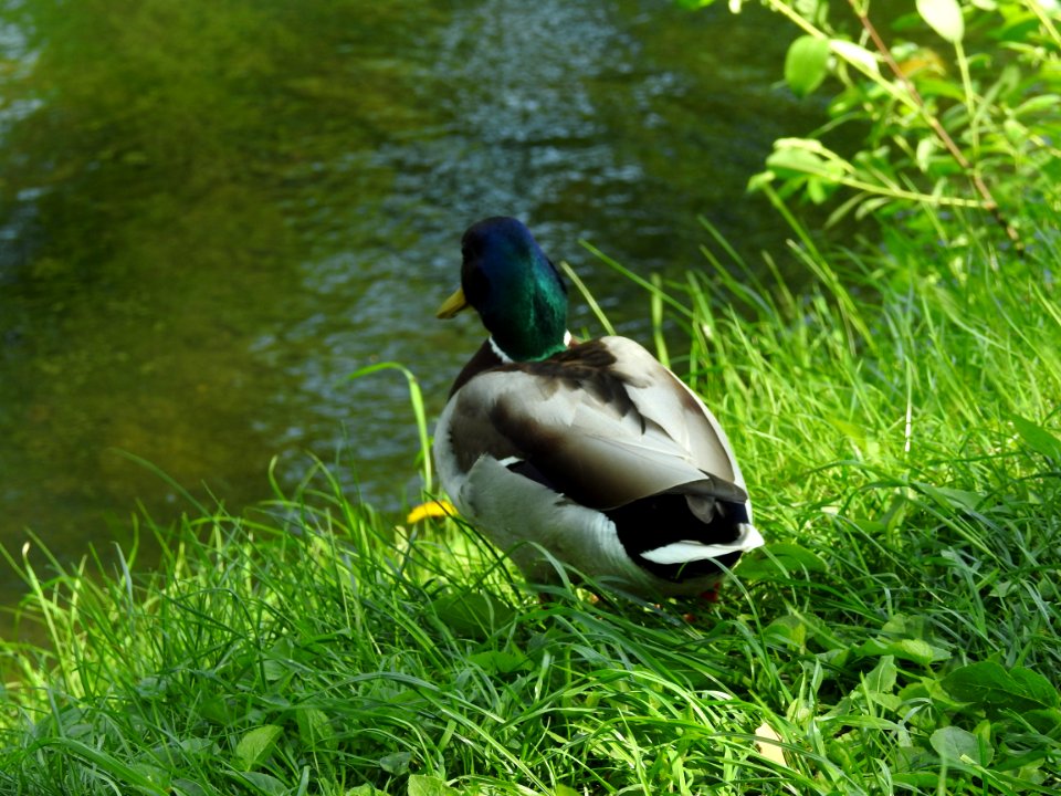 Bird Duck Fauna Mallard