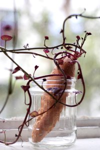 Branch Twig Vase Flowerpot photo