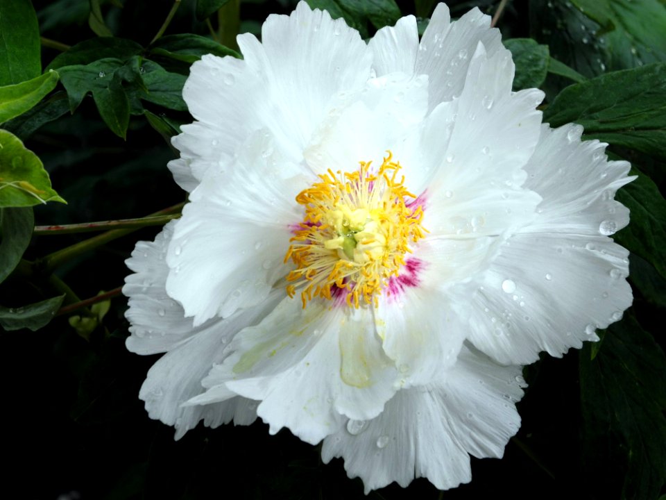 Flower White Plant Peony