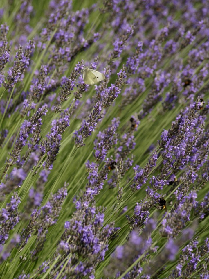 English Lavender Lavender Plant Flower