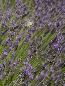 English Lavender Lavender Plant Flower photo