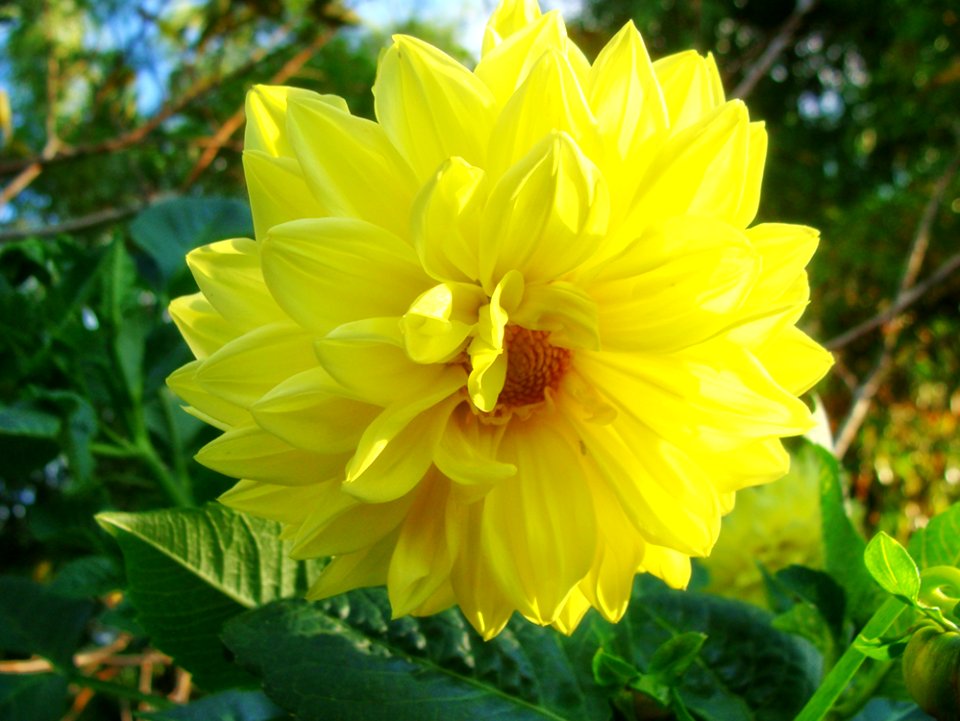 Flower Yellow Plant Flowering Plant