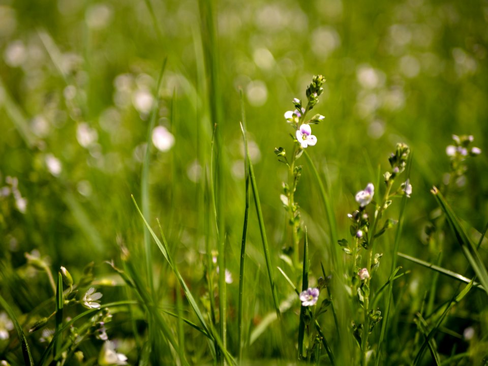 Flora Grass Flower Plant