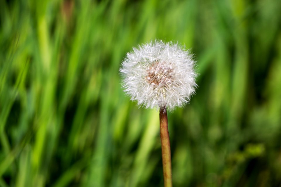 Flower Dandelion Flora Grass