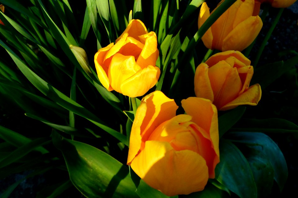 Flower Plant Yellow Flowering Plant