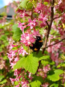 Bee Spring Flora Pollinator photo