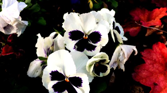Flower Plant Flowering Plant Flora