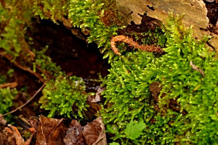 Plant Vegetation Flora Moss