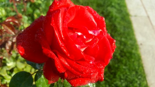 Rose Red Rose Family Garden Roses