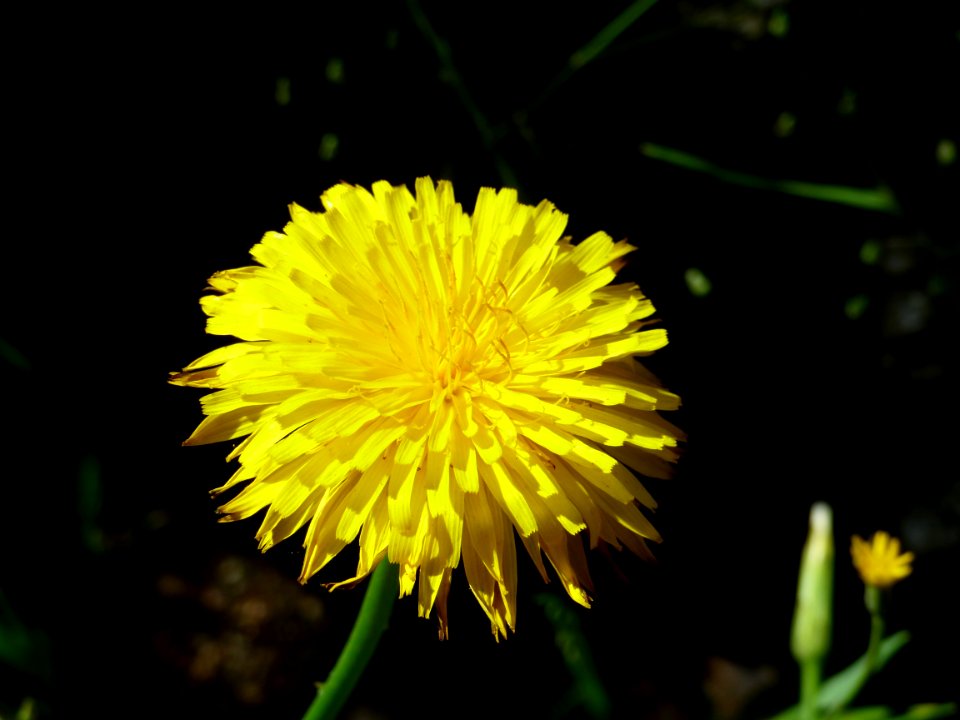 Flower Yellow Dandelion Sow Thistles