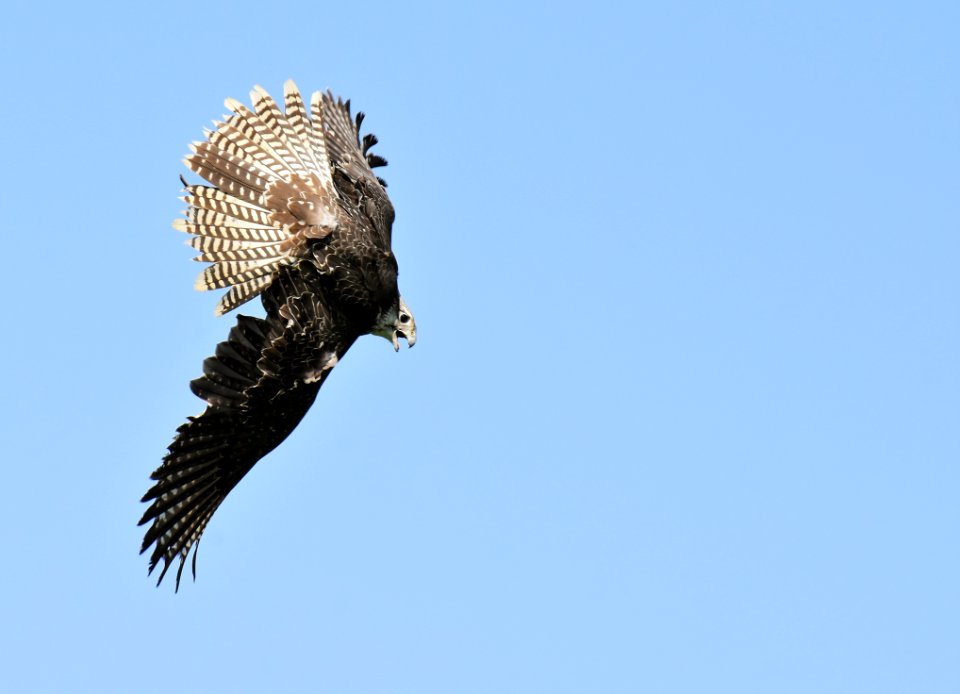 Bird Sky Bird Of Prey Fauna