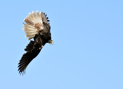 Bird Sky Bird Of Prey Fauna